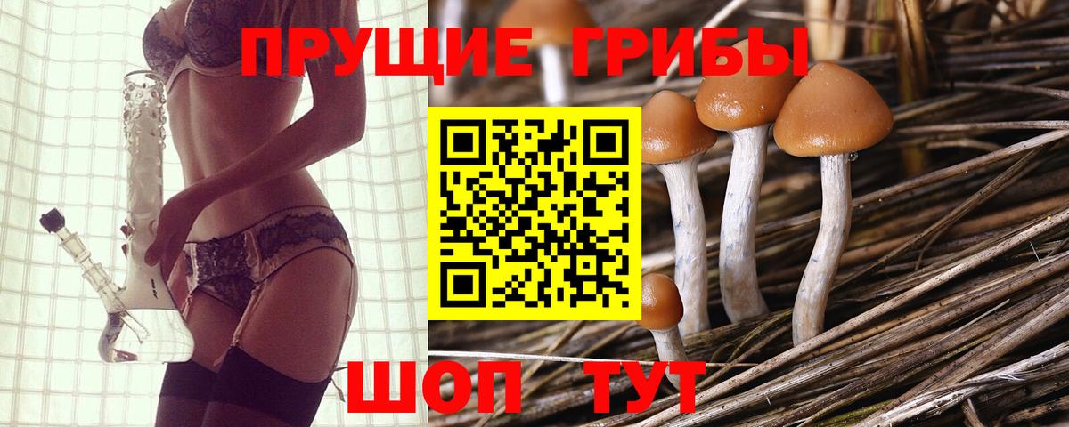 Псилоцибиновые грибы Cubensis Кисловодск